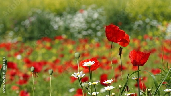 Obraz blumenwiese ,bienenfreundlich