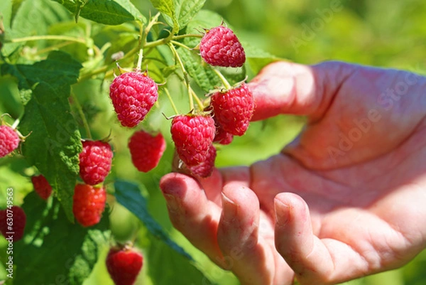 Fototapeta Picking raspberries in the orchard. Close up of female hand picking berries juicy ripe fruit. Bright sunny summer day