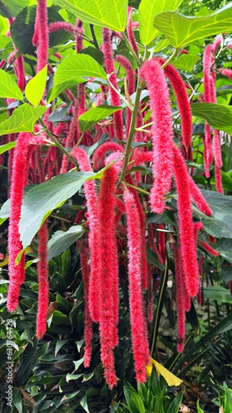 Fototapeta Unusual red hanging flowers Akalifa, or Foxtail (Acalypha) is a genus of flowering plants in the Euphorbiaceae family.