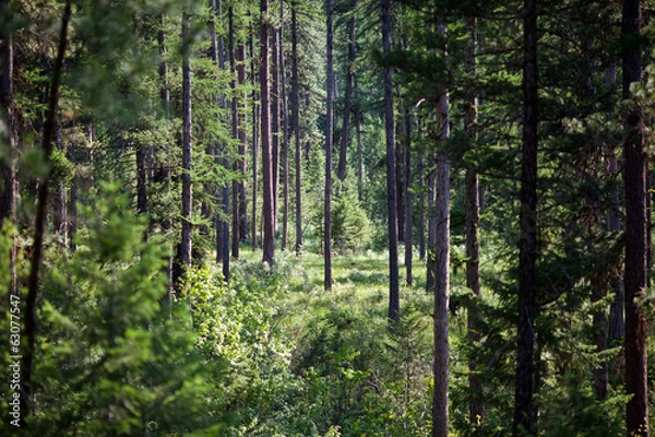 Fototapeta Dense Piney Woods