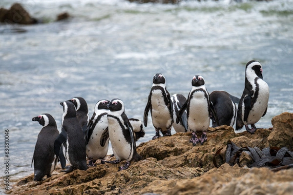 Obraz penguins on the rocks
