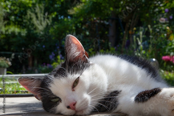 Obraz junge Katze schlafen