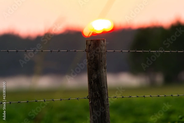 Obraz Tranquil Pine Forest and the Barbed-Wire Horizon