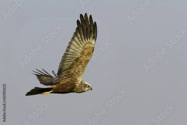 Obraz marsh harrier in flight / Circus aeruginosus
