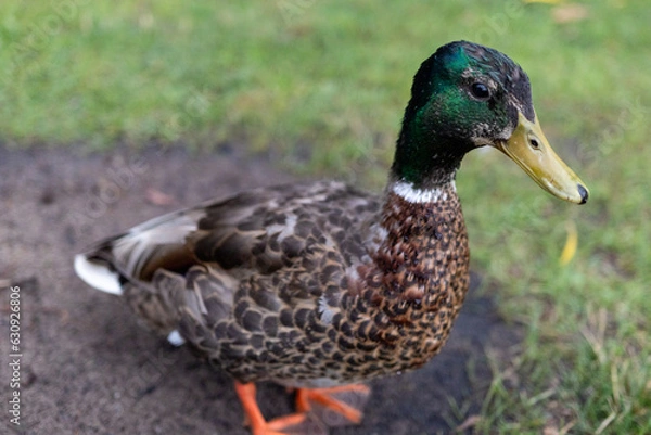 Obraz Duck in the park