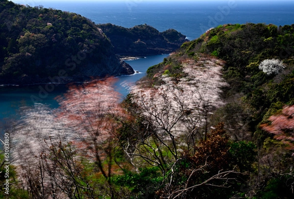 Obraz チェリーロードの桜