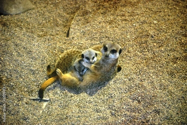 Obraz Suricate, nursing her babies