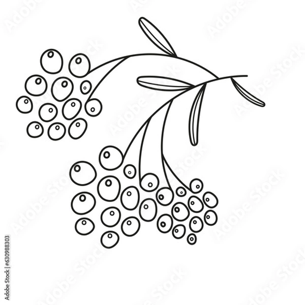 Fototapeta brush of autumn berries on a white background. Vector illustration