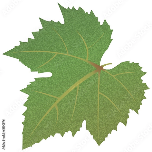 Obraz grape leaves