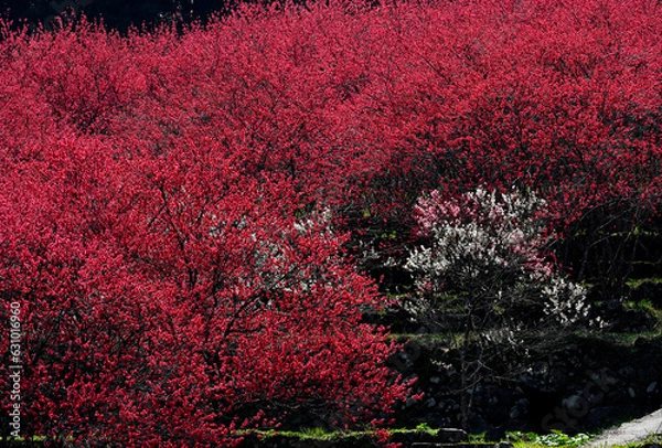 Fototapeta 花桃の里