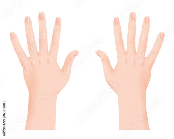 Obraz 人体 パーツ リアル きれいな 指 爪 肌 両手 手の甲 透過 png 背景透明