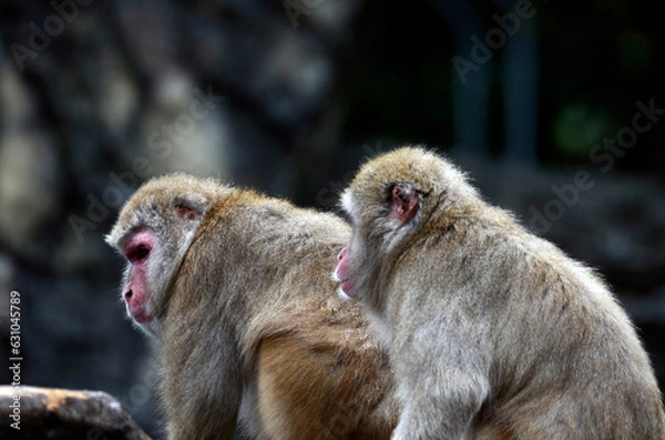 Fototapeta ニホンザル