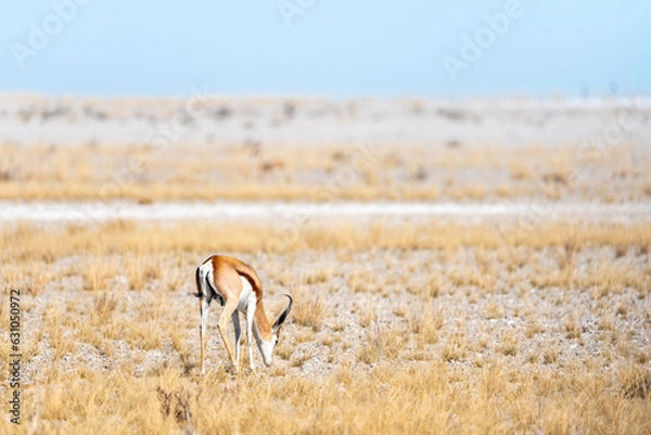Obraz Springbock in der Wüste