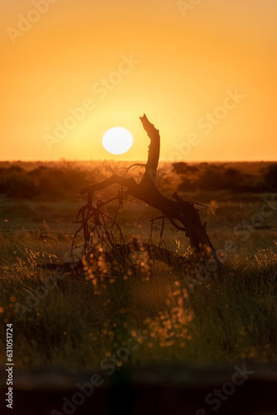 Obraz Sunset in der Steppe von Namibia