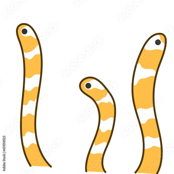 Obraz ニシキアナゴ01