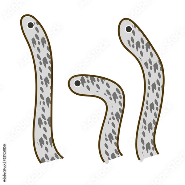 Obraz チンアナゴ01