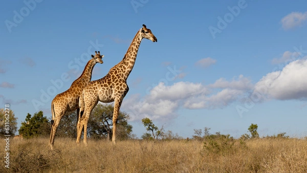 Obraz  giraffes with a blue sky background