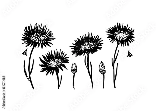 Obraz Vector botanical set of  blooming plants cornflower with leaves .