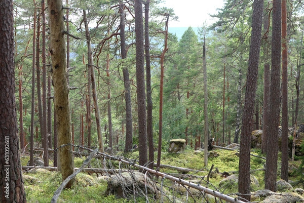 Obraz Forest and nature reserve in southern Sweden with a large proportion of tall conifers (spruces and pines)