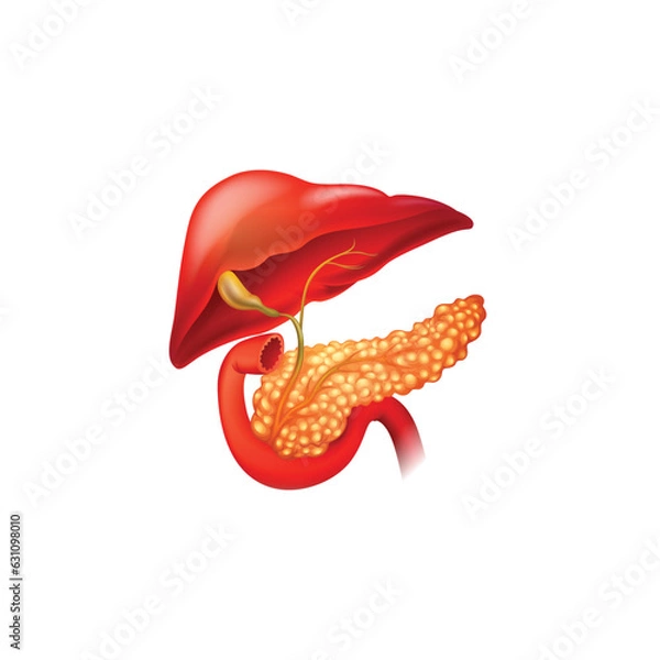 Obraz panceres organ vector type icon