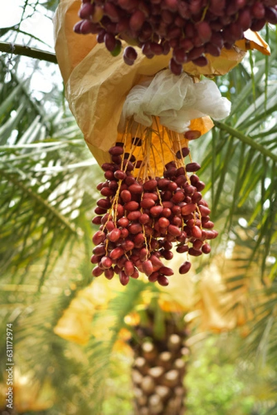Fototapeta Ready to ripe dates hanging on tree at dates plantation. Dates palm varieties Bahi(red) are sweet and tasty for eating fresh fruit and ready to harvest, great Arabian fruit. The dates fruit.