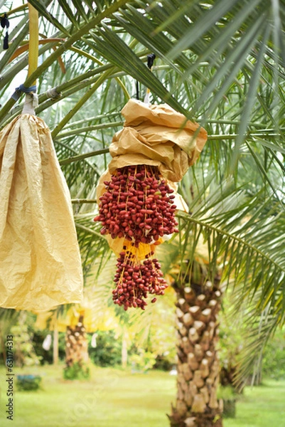 Fototapeta Ready to ripe dates hanging on tree at dates plantation. Dates palm varieties Bahi(red) are sweet and tasty for eating fresh fruit and ready to harvest, great Arabian fruit. The dates fruit.