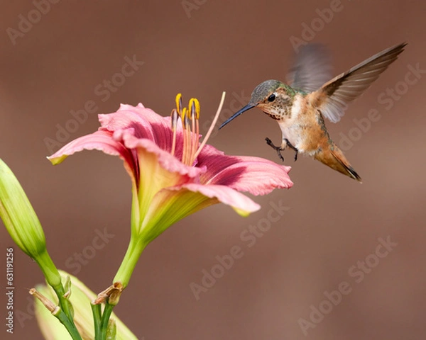 Obraz Allen's Hummingbird