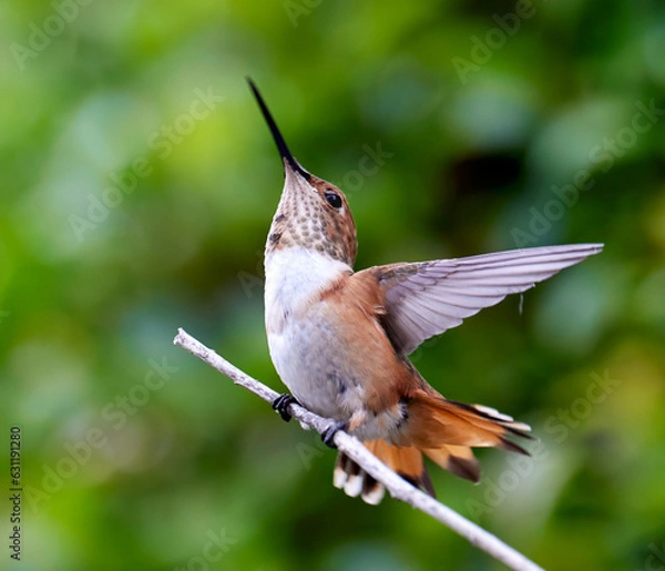 Obraz Allen's Hummingbird