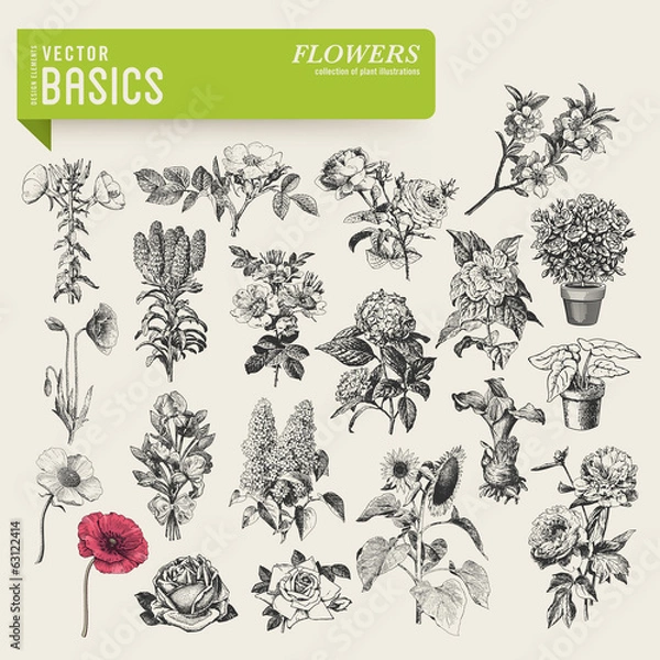Obraz podstawy wektorów: kwiaty ogrodowe