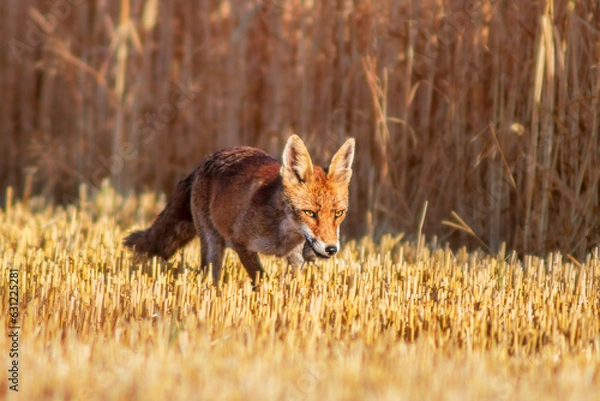 Fototapeta one red fox (Vulpes vulpes) stands on a harvested stubble field with a mouse in its snout and looks for prey