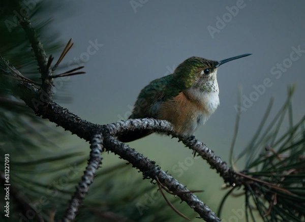 Obraz Hummingbird in a pine tree