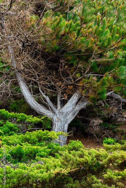 Fototapeta Old Juniper Trunk