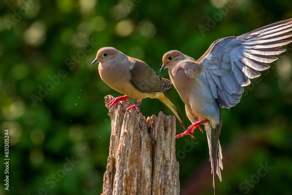 Fototapeta Mourning Doves fighting over a dead tree