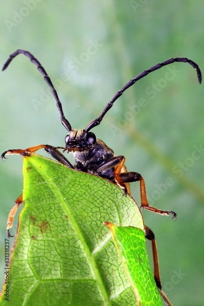 Fototapeta Bockkäfer