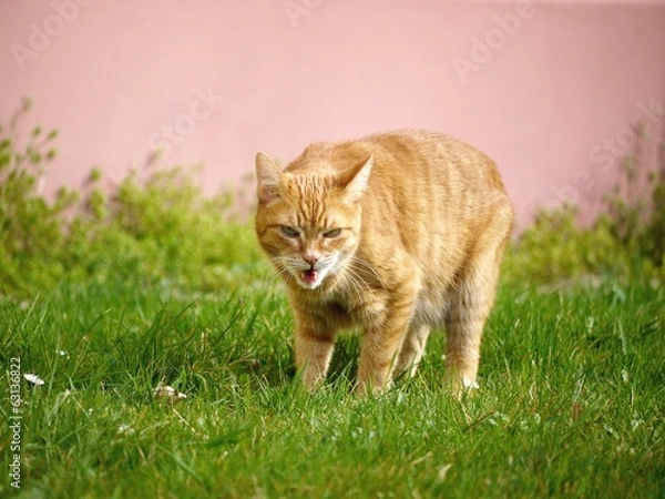 Obraz Orange cat in grass getting angry and show his teeth