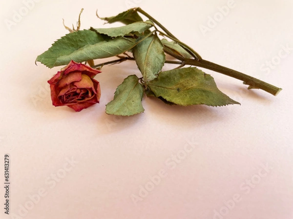 Fototapeta A dried orange rose with a short stem and green leaves lies on a beige surface, close-up, side view. Withered flower.