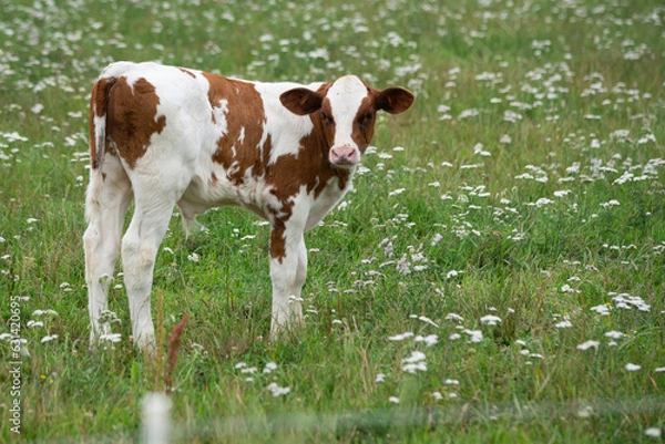 Fototapeta white calf with brown spots is grazing in a green meadow with white flowers and looking directly into the camera.