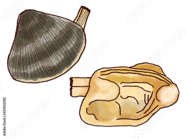 Obraz アサリのイラスト