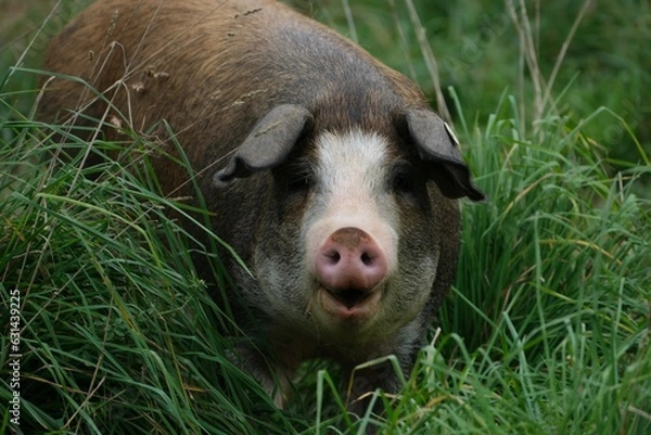 Obraz Schwein