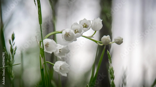 Fototapeta Blooming lily of the valley in the spring forest.
