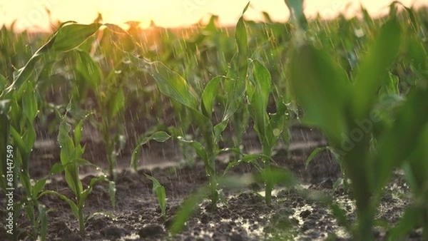 Fototapeta irrigation of green corn sprouts. agriculture irrigation. corn agriculture business concept. rain water drops fall on the field with corn green lifestyle sprouts close-up