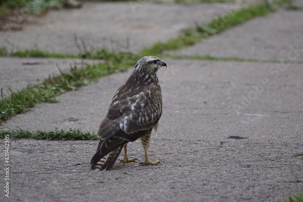 Fototapeta Jastrząb ,ptak jastrząb ,stojący ptak ,ptak w naturze ,dziki ptak 
