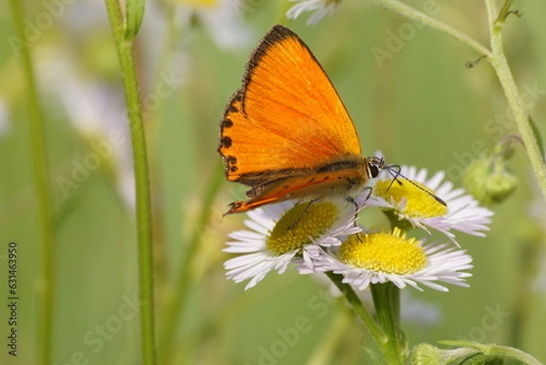 Fototapeta Motyl ,motyl na kwiecie ,barwny motyl , motyl na stokrotkach ,owad na kwiecie ,piękny motyl