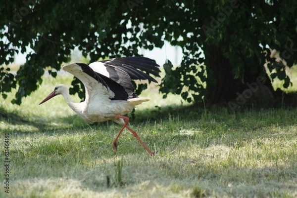Fototapeta Bocian  ,ptak ,ptak na polu  ,bocian biały ,bocian w naturze ,startujący bocian 
