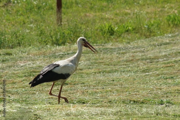 Fototapeta Bocian ,ptak ,dorosły bocian ,bocian latem ,bocian na polu 