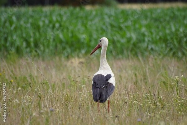 Fototapeta Bocian ,bocian biały ,ptak ,chodzący ptak ,ptak na łące 