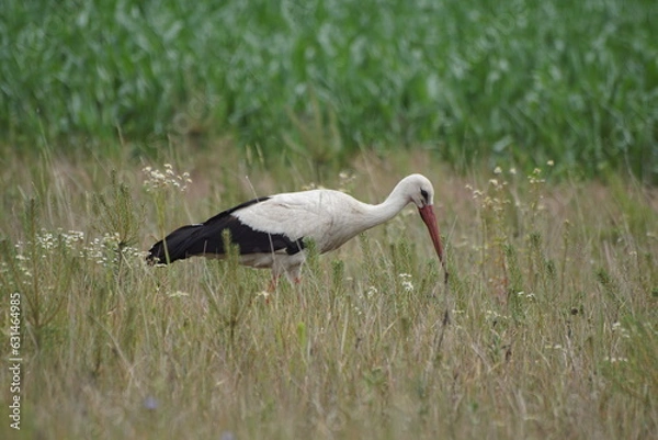 Fototapeta Bocian ,bocian biały ,ptak ,chodzący ptak ,ptak na łące 