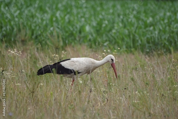 Fototapeta Bocian ,bocian biały ,ptak ,chodzący ptak ,ptak na łące 