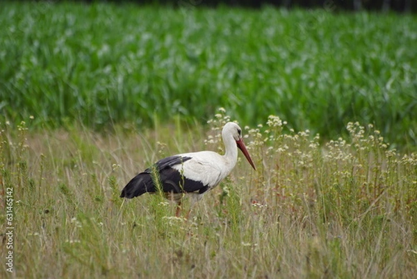 Fototapeta Bocian ,bocian biały ,ptak ,chodzący ptak ,ptak na łące 