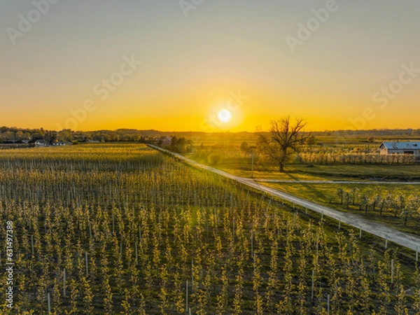 Obraz Kwitnące sady